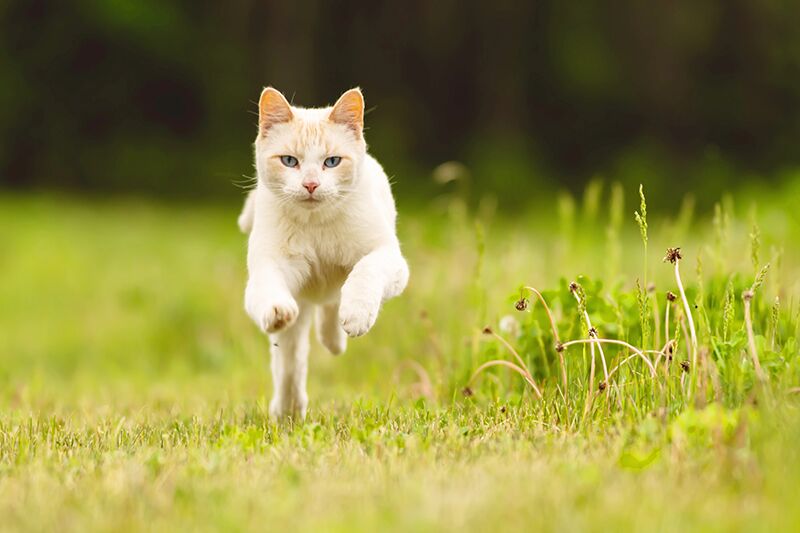 cat running field